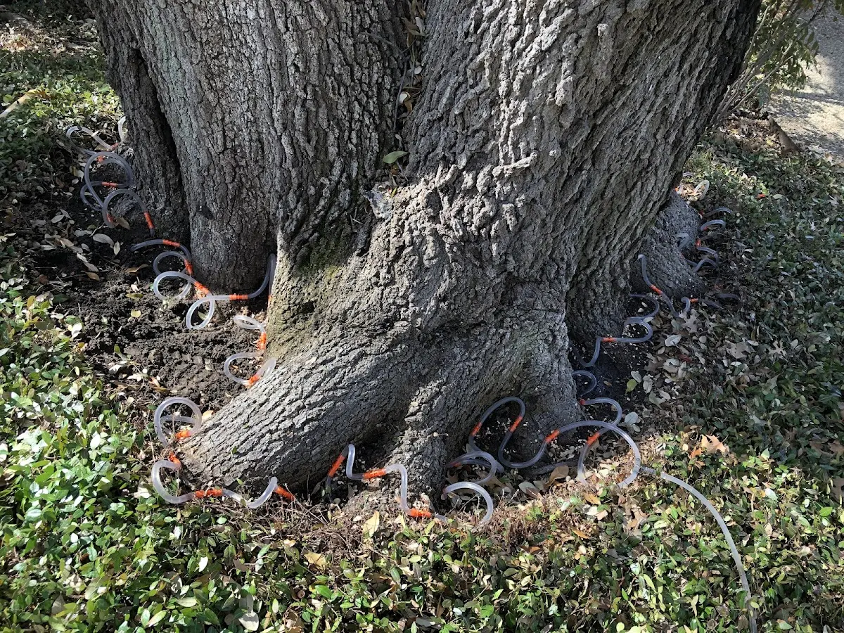 Detailed Shrub and Hedge Trimming job site in Kirkwood